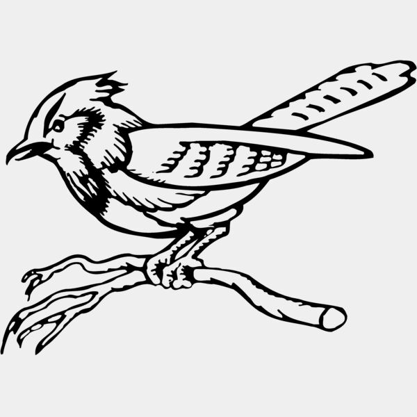 BIRD011 Thumbnail